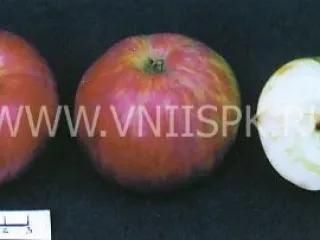 Сорт яблони Анис Полосатый (Анис Серый)