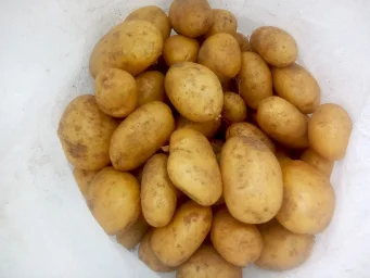 Сорт картофеля Эльмундо 1