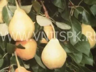 Сорт груши Заречная (Компактная)