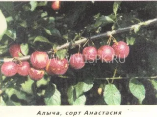 Сорт алычи Анастасия