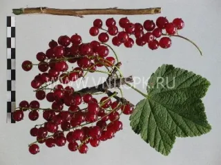 Сорт смородины красной Осиповская