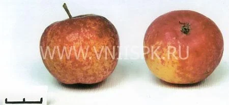 Сорт яблони Алтайское Крапчатое 0