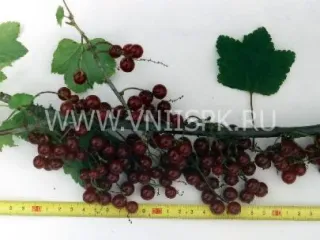 Сорт смородины красной Зеро