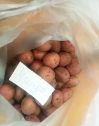 Сорт картофеля Легенда 1
