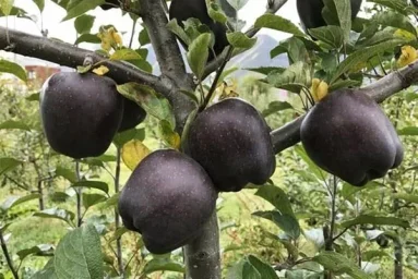 Сорт яблони Черный бриллиант 0