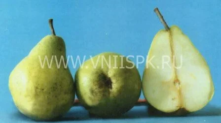 Сорт груши Люберская (Любкард) 0