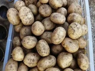 Сорт картофеля Банкир