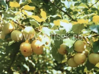Сорт груши Талица (Скороспелка Свердловская)