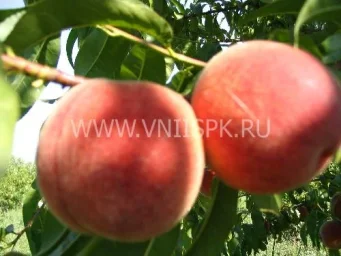 Сорт персика Ред Хавен (Red Heaven) 0