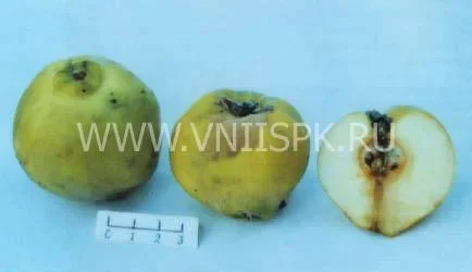 Сорт айвы Маслянка Поздняя 0