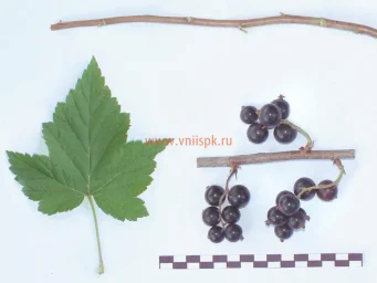 Сорт смородины черной Белорусочка 0