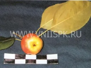 Сорт яблони Лалетино