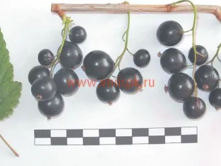 Сорт смородины черной Экстрим