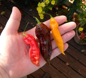 Сорт перца Бхут Джолокия (Bhut Jolokia) 2