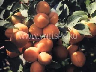 Сорт абрикоса Саянский