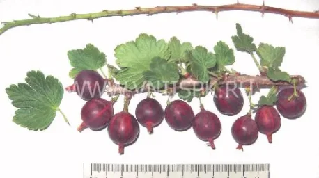 Сорт крыжовника Романтика (Крыжовник) 0