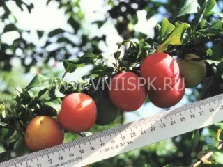 Сорт сливы китайской Скороплодная (Слива Китайская)