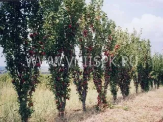 Сорт алычи Колонновидная
