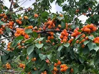 Сорт абрикоса Куйбышевский Юбилейный