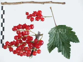 Сорт смородины красной Голландская Красная (Hollandische Rote, Prins Albert) 0