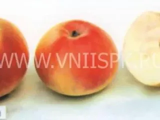 Сорт яблони Пепинка Литовская (Глогеровка, Пепинка, Сарепка, Пепин Литовский)