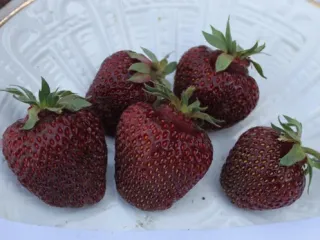 Сорт клубники Черный принц