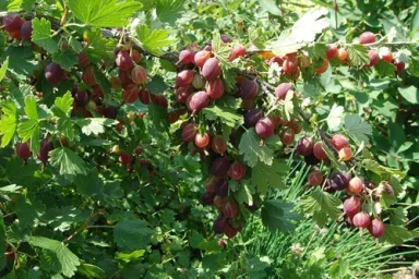 Сорт крыжовника Грушенька 0
