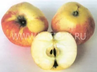 Сорт яблони Избранница