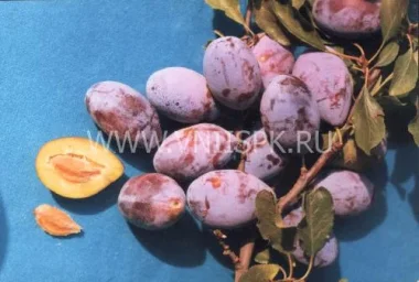 Сорт сливы домашней Краснодарская 0