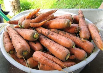 Сорт моркови Королева осени 1
