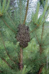 Вдруг, откуда ни возьмись…