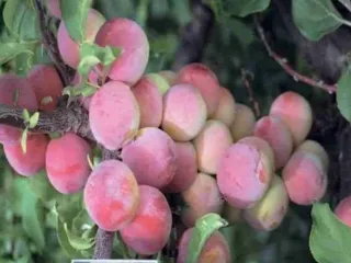 Сорт сливы китайской Алтайская Юбилейная