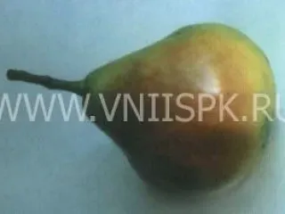Сорт груши Мелитопольская Сочная