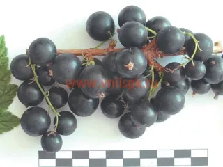 Сорт смородины черной Сокровище