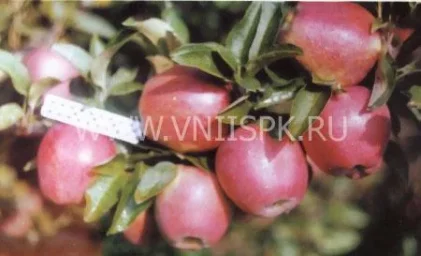 Сорт яблони Делишес Спур 0