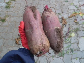 Сорт свеклы Цилиндра 1