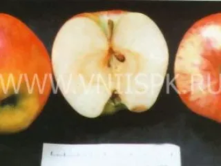 Сорт яблони Ртищевская Красавица