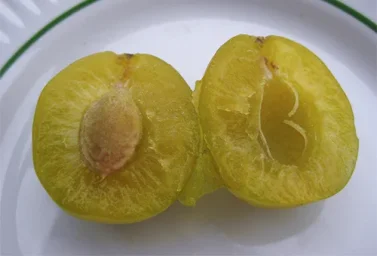 Сорт сливы Светлячок 1