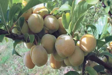 Сорт сливы китайской Катунская 0