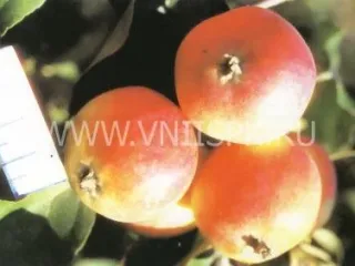 Сорт яблони Тубинское (Восточное)