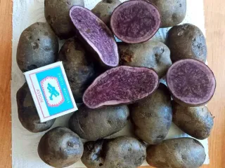 Сорт картофеля Сирень