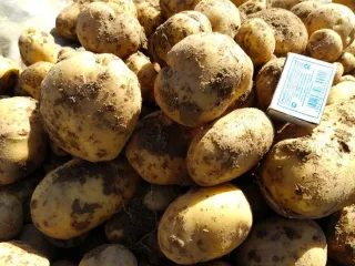 Сорт картофеля Брянский деликатес