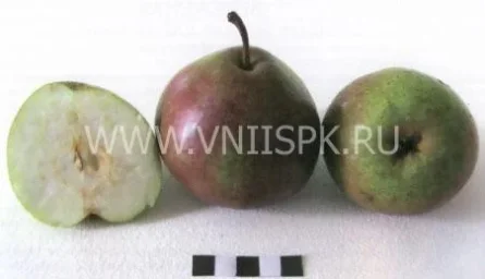 Сорт груши Бере Русская 0