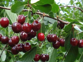 Сорт вишни Черешневая