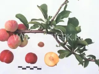 Сорт сливы китайской Байкальская