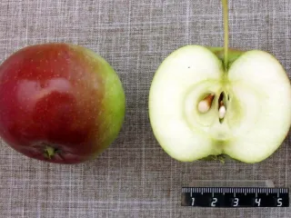 Сорт яблони Красуля