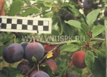 Сорт сливы домашней Мирная 0