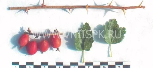 Сорт крыжовника Радужный 0