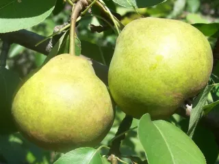 Сорт груши Усолка