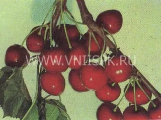 Сорт черешни Изюмная (Черешня)
